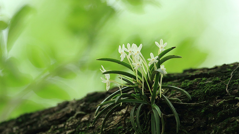 风兰neofinetia falcata ,风兰属.