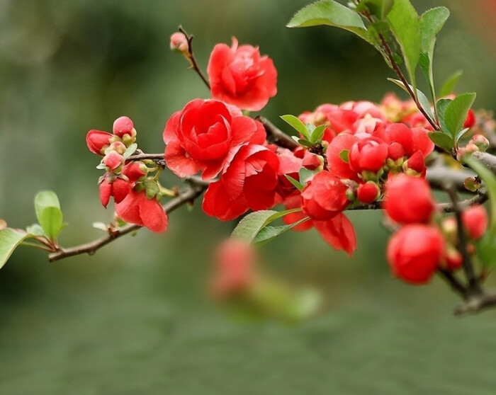 海棠花姿潇洒,花开似锦,自古以来是雅俗共赏的名花,素有"国艳"之誉