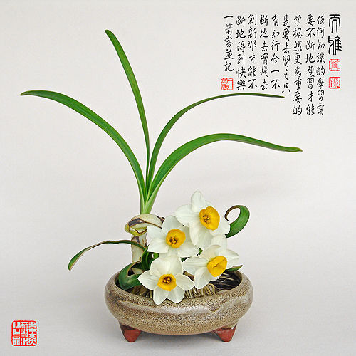 水仙花 