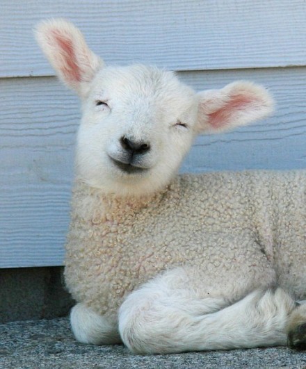 萌宠――羔羊,这样笑的可好看么?