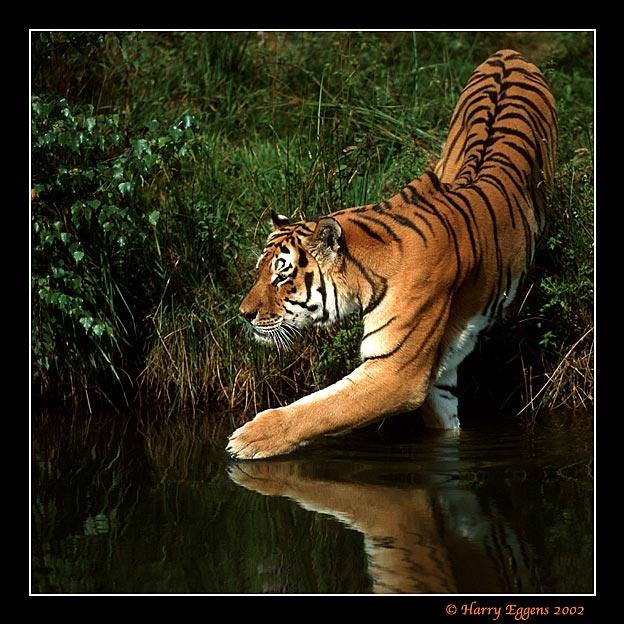自然类摄影——与人类无关的自然痕迹之动物——老虎