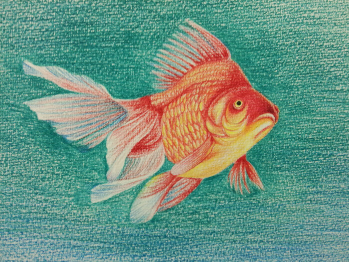 彩铅画 金鱼