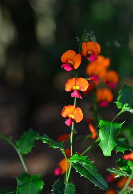 橙花豆 chorizema ilicifolium ,豆科蝶形花亚科橙花豆属.