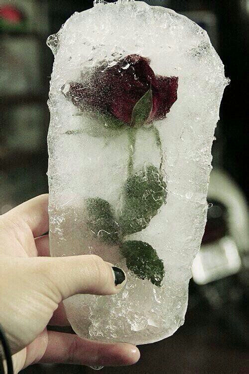 冰冻的玫瑰 冰冻的心 意境