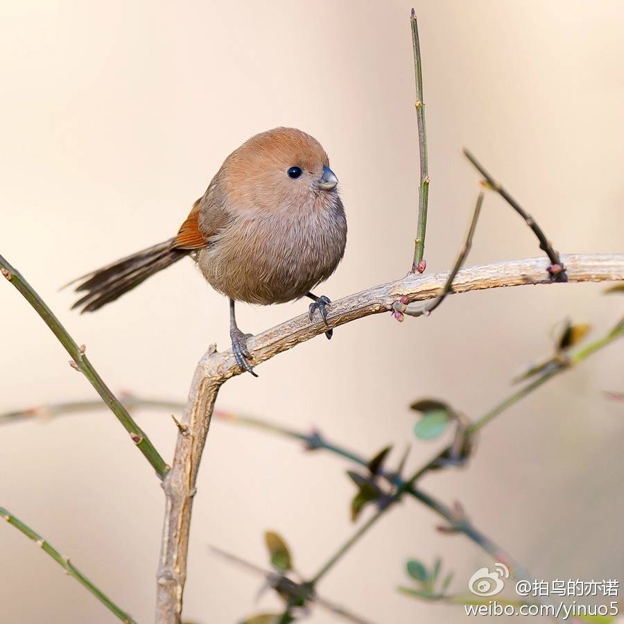 我是一直肥啾啾