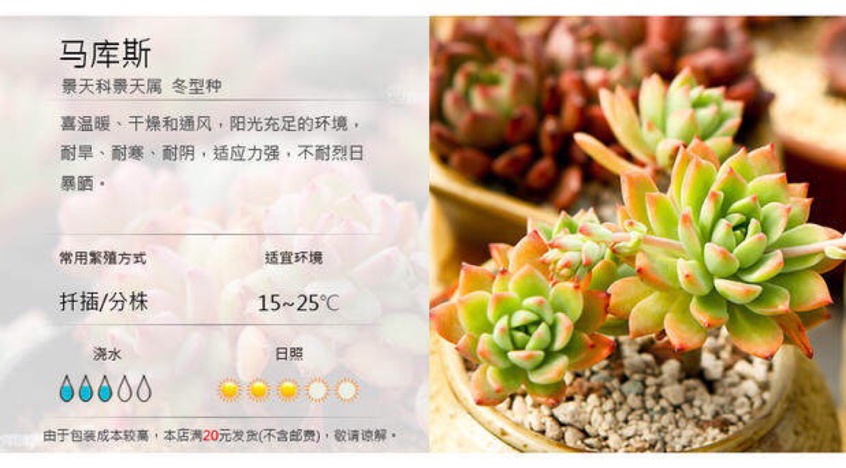 多肉图鉴(6565)