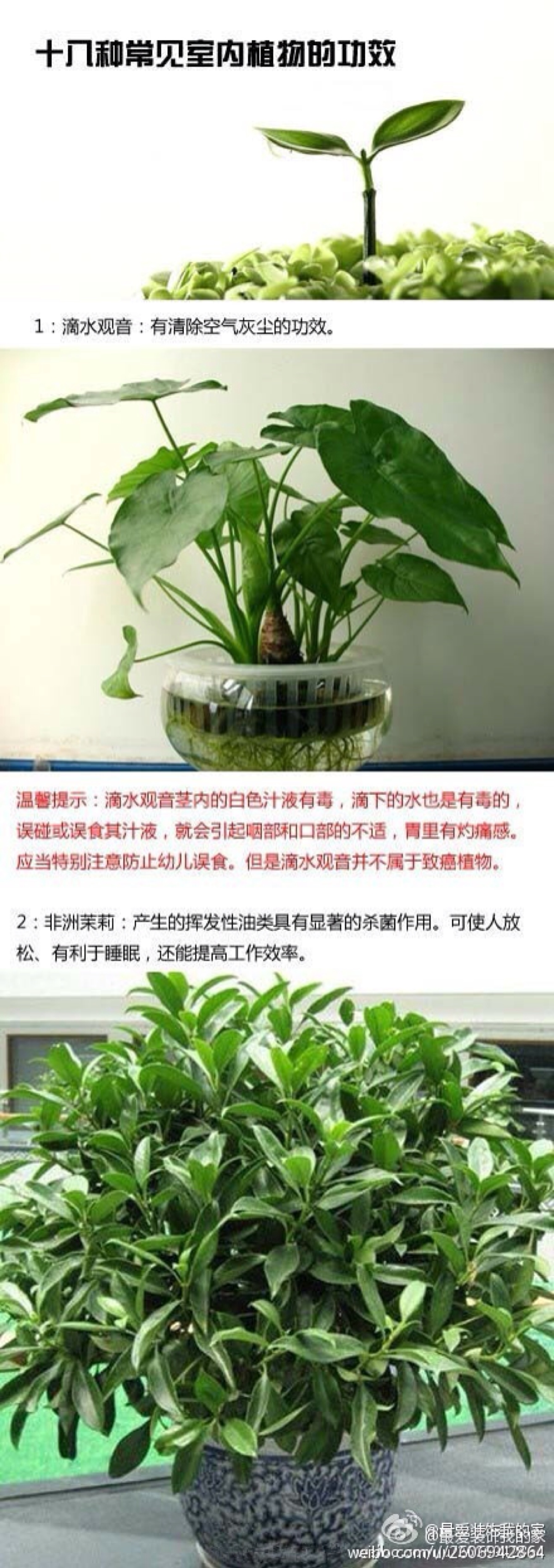 办公室有用的植物-1