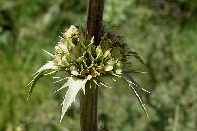 圆萼刺参 morina chinensis,川续断科刺续断属.