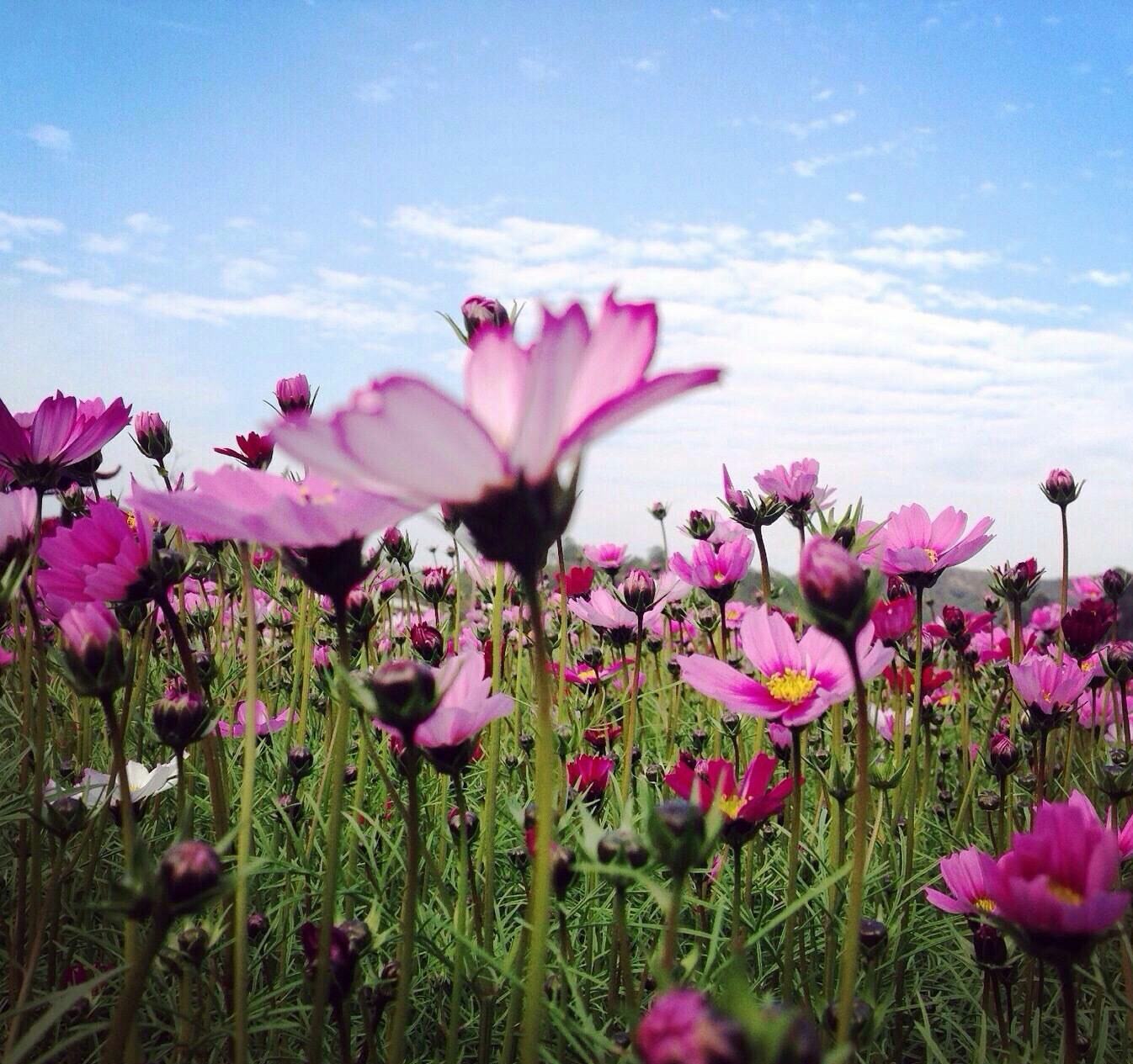 格桑花