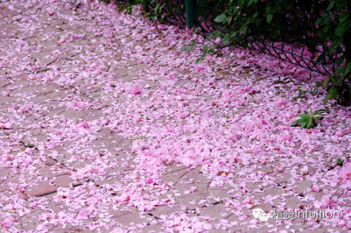 花开花落,年复年