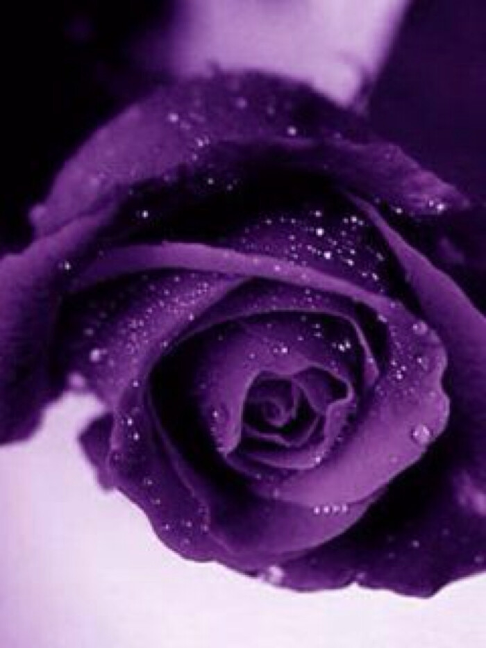 [紫玫瑰]--珍惜的爱