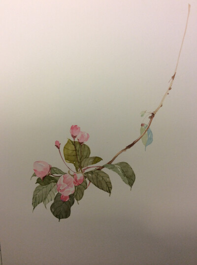 手绘水彩古风花卉 海棠 by--插画师南方 画了很多张的海棠,仍未觉得