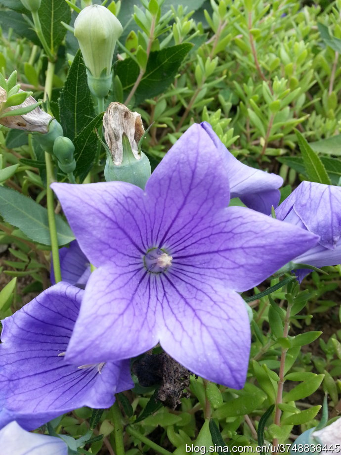 桔梗花~桔梗科~也是夏季可见的花花