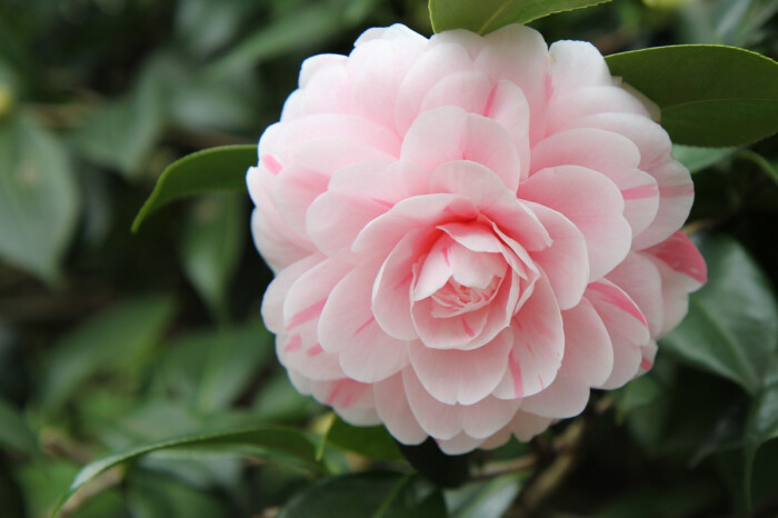 茶花(学名:camellia japonica l.