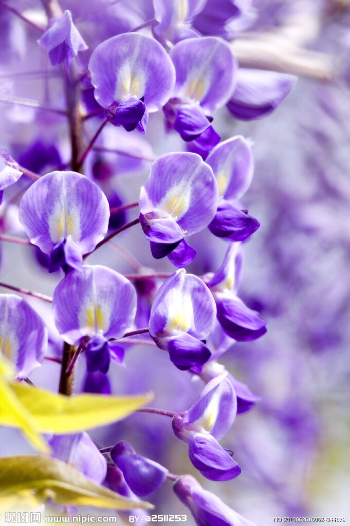 紫藤,(学名:wisteria sinensis),别名藤萝,朱藤,黄环.