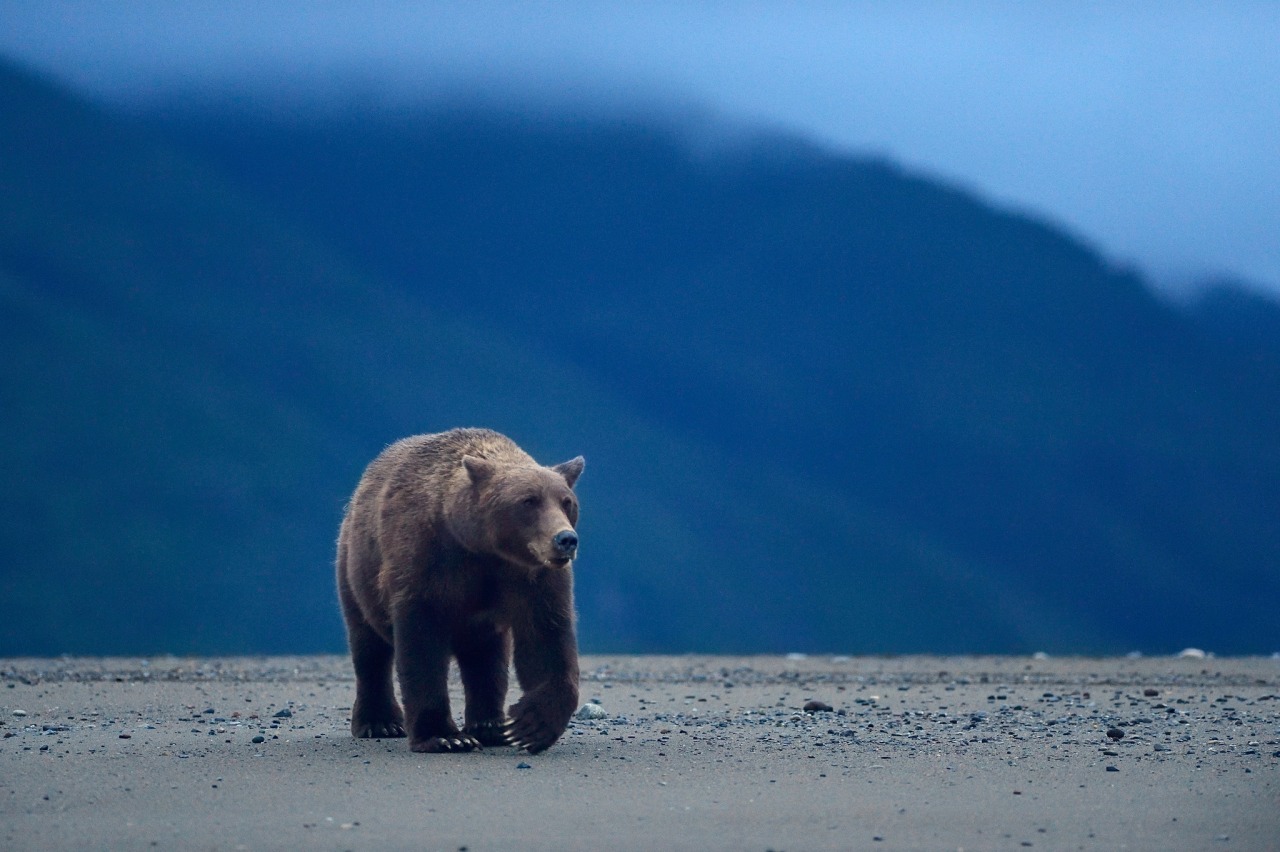 灰熊bear