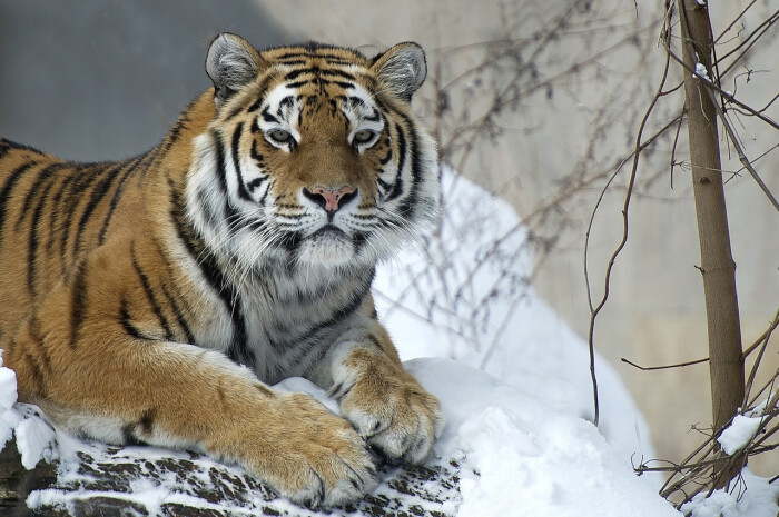 tiger老虎大喵喵