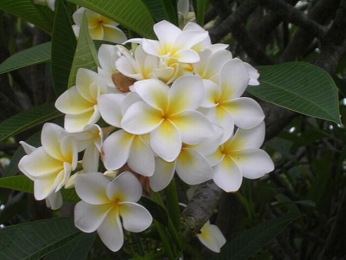 acutifolia),别名缅栀子,蛋黄花,印度素馨,大季花,夹竹桃科,鸡蛋花属