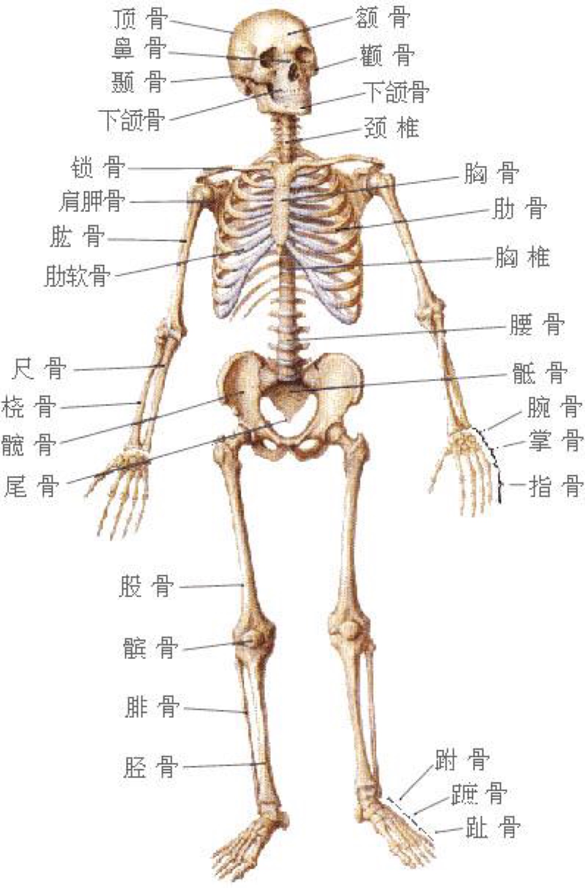 人身上的骨头