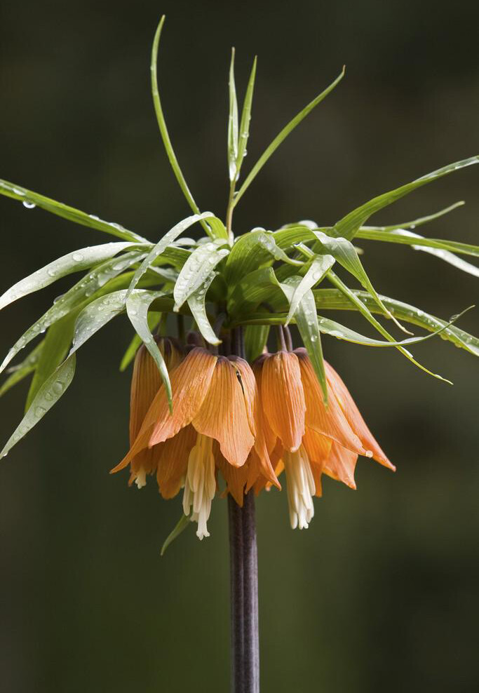 王贝母(皇冠贝母)fritillaria imperialis,贝母属.