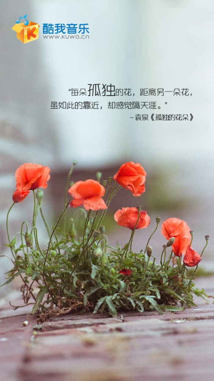 孤独的花朵