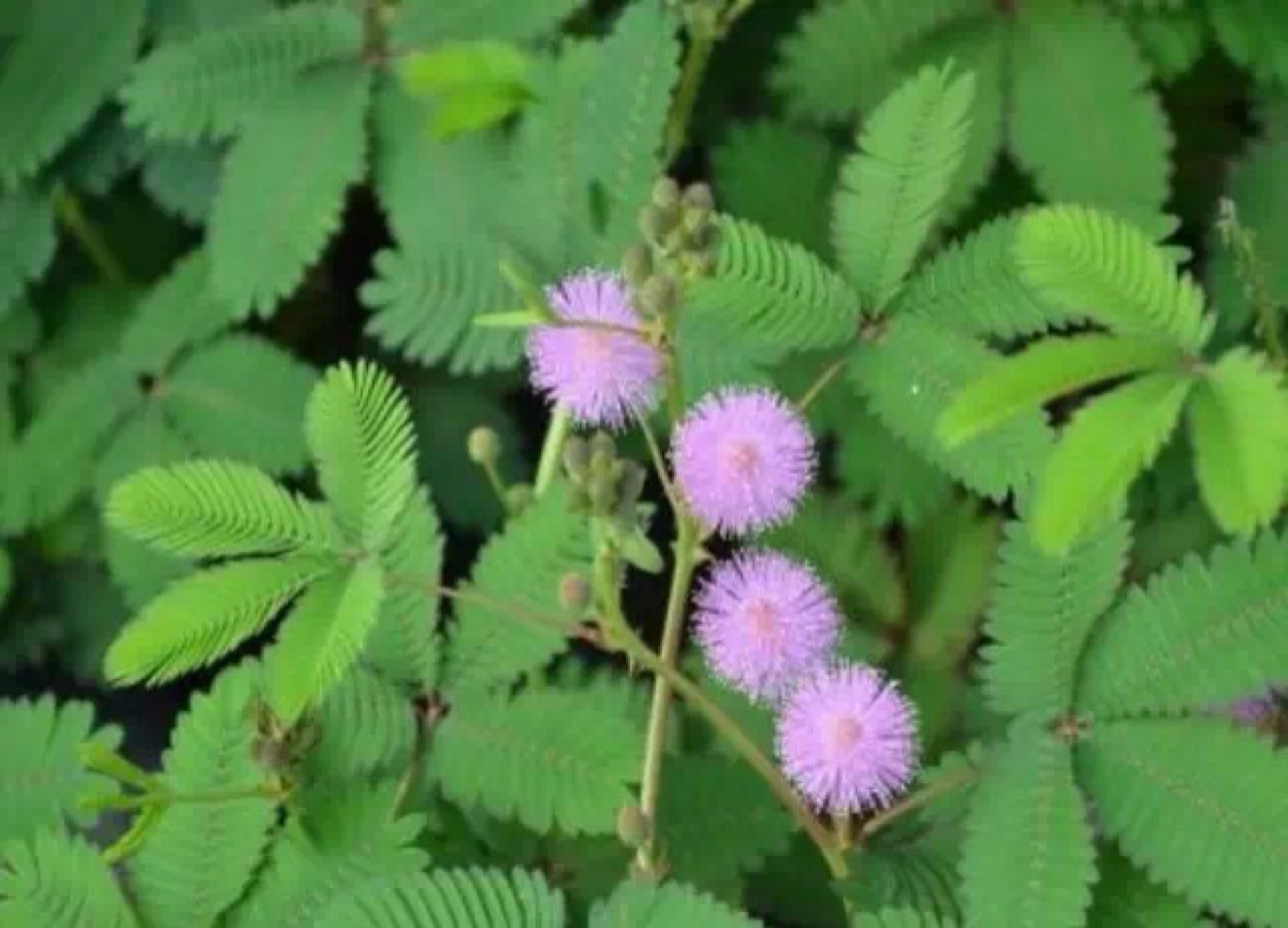 1月26日生日花:含羞草. 花语:敏感.