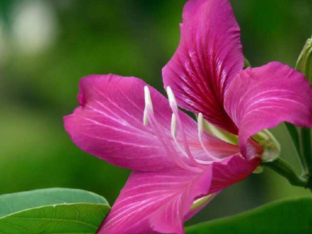 洋紫荆花,香港区花(拉丁文名:bauhinia blakeana dunn.