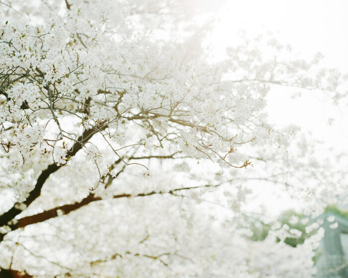 高清壁纸[白色樱花]