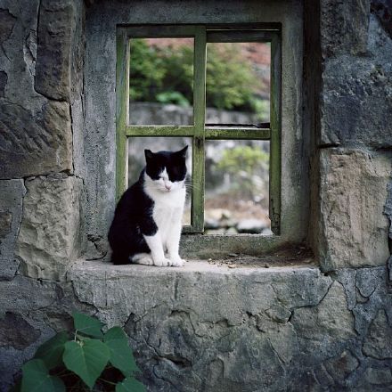 【窗和猫咪】你站在窗台看风景,看风景的人在路上看你.