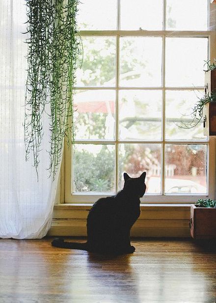 【窗和猫咪】你站在窗台看风景,看风景的人在路上看你.