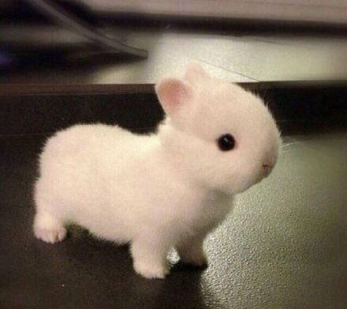 可爱的小兔子