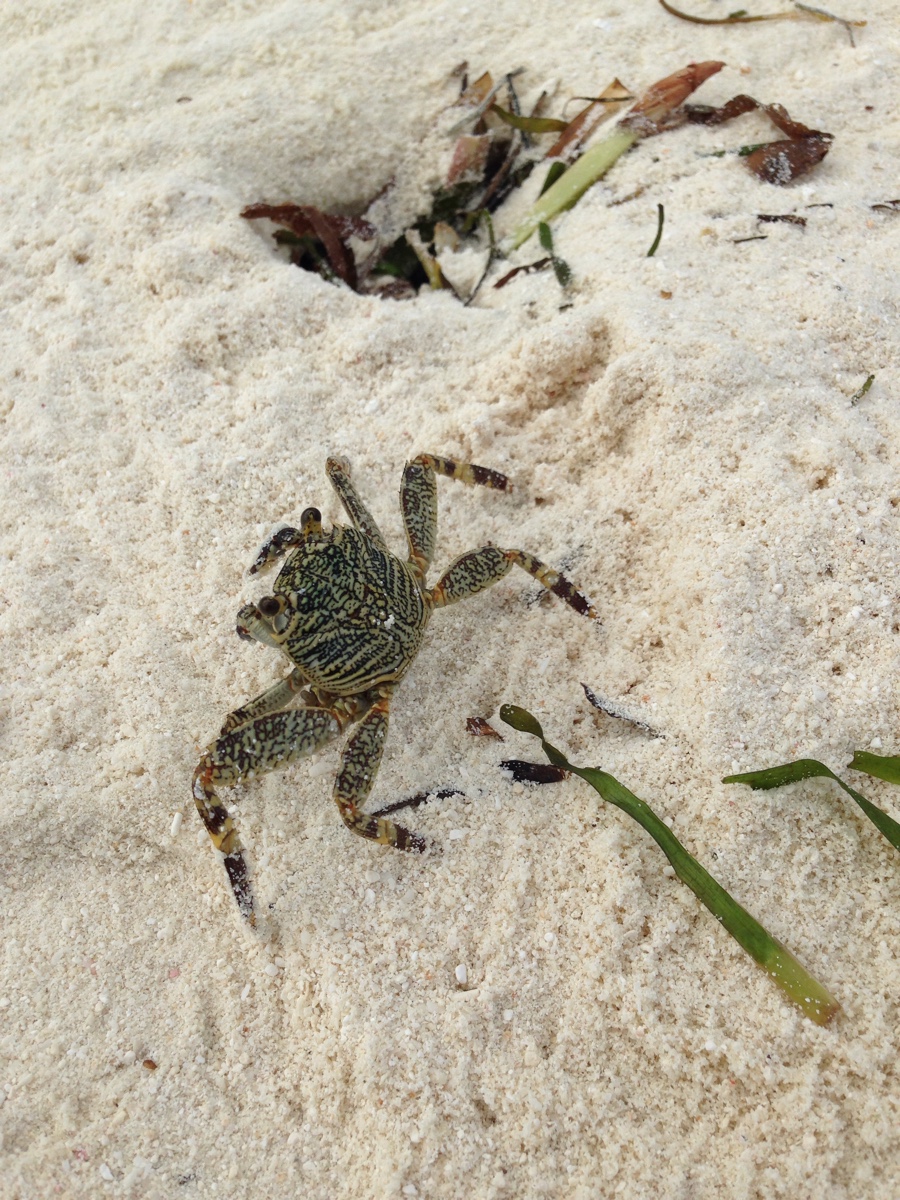 马尔代夫 卡尼岛 白沙滩 小螃蟹-堆糖,美好生活研究所