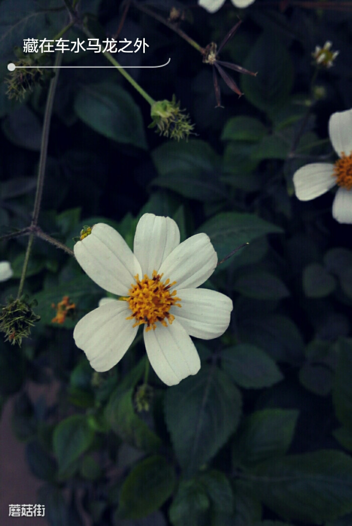 路边的一朵小雏菊.