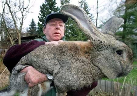 德国人卡尔培育的巨型兔子