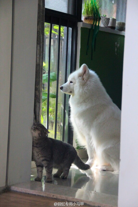 萨摩耶 折耳猫 猫狗一家亲