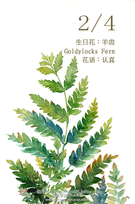 豆芽君的每日一绘生日花 2月4日の生日花【羊齿 】花语:认真 凡是受到