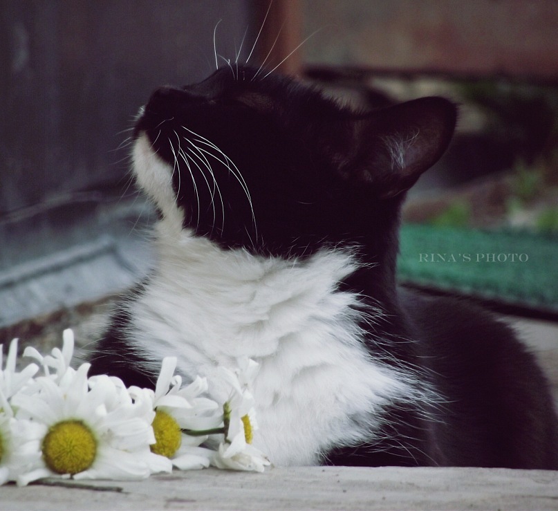 我是一只高傲的喵～猫咪