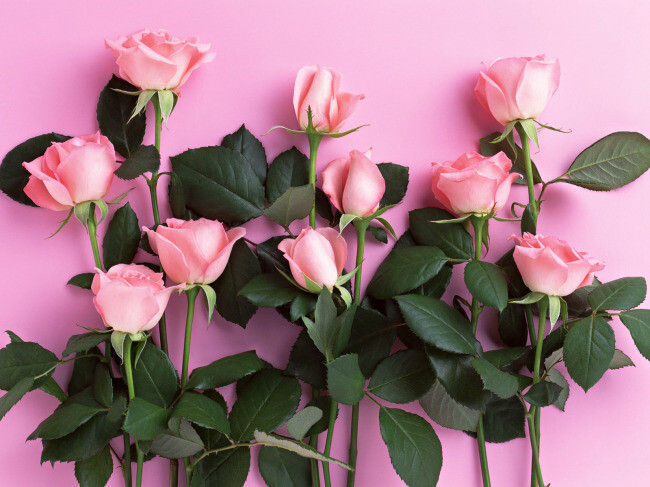 情人节礼物,粉色玫瑰花