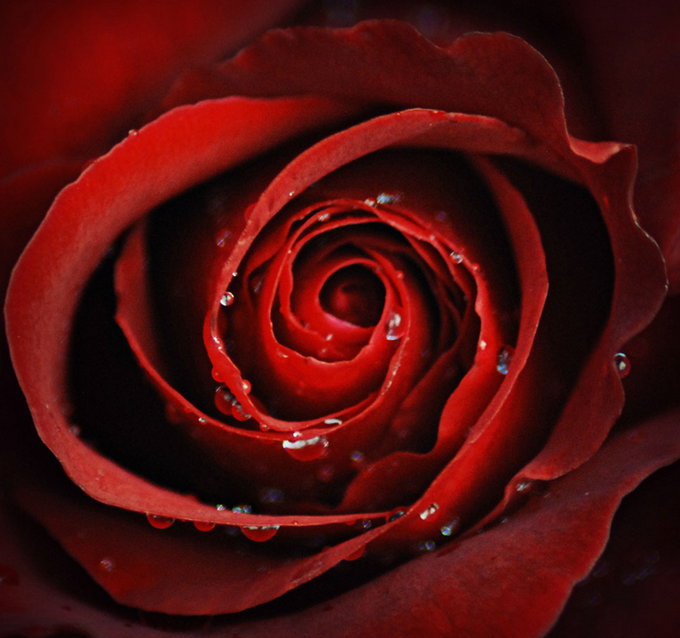 大红色玫瑰花束,情人节必不可少的礼物呦
