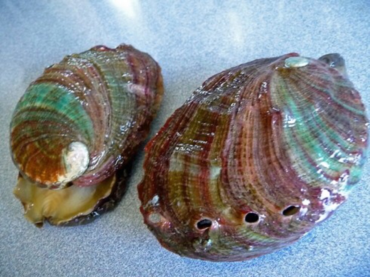 鲍鱼 拉丁学名:abalone 别称:海耳,鳆鱼,镜面鱼,九孔螺,将军帽等 二名