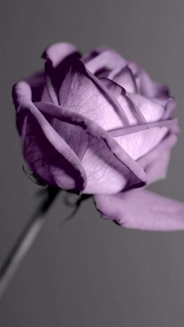 紫玫瑰 