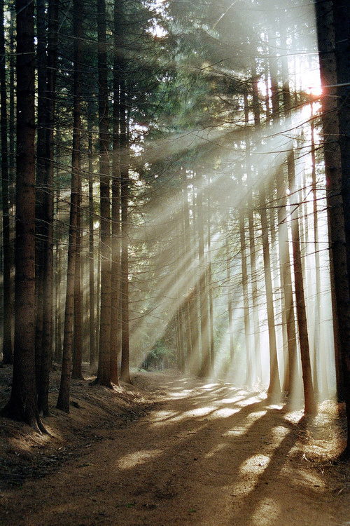透过树缝的阳光,黑森林,德国