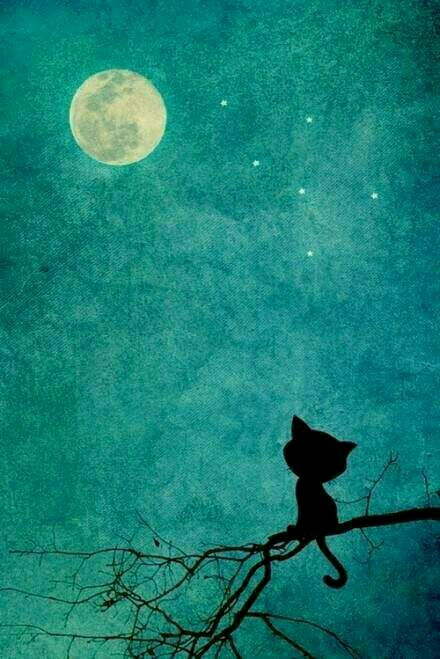 仰望月亮的小猫咪