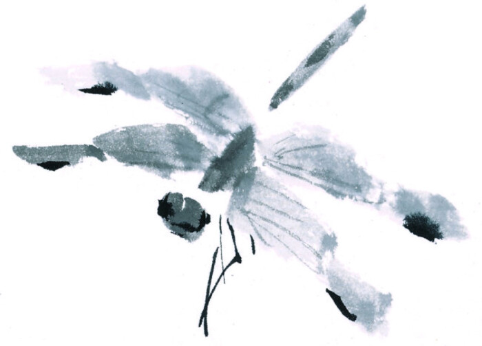 蜻蜓
