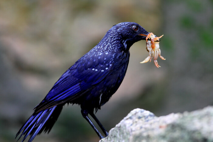 紫啸鸫(学名:myophonus caeruleus)全身羽毛呈黑暗的蓝紫色,各羽先端