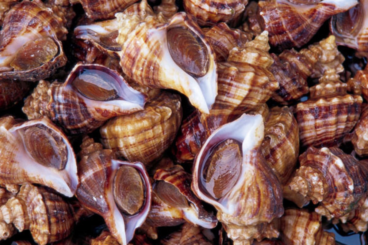 学名:busycon canaliculatu 别称:海螺(sea snail),峨螺,凤螺(conch)