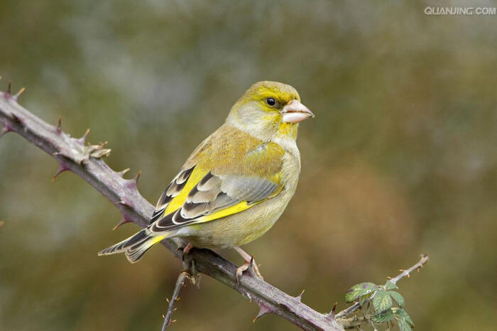 中文学名:金翅雀 拉丁学名:carduelis sinica 别称:金翅,绿雀,芦花