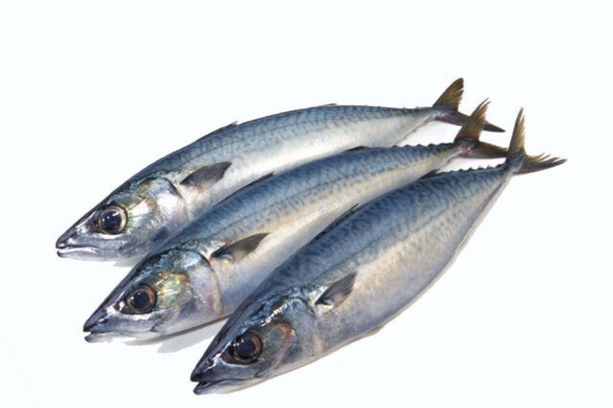 名称 沙丁鱼(sardine)鲱科某些食用鱼类的统称.