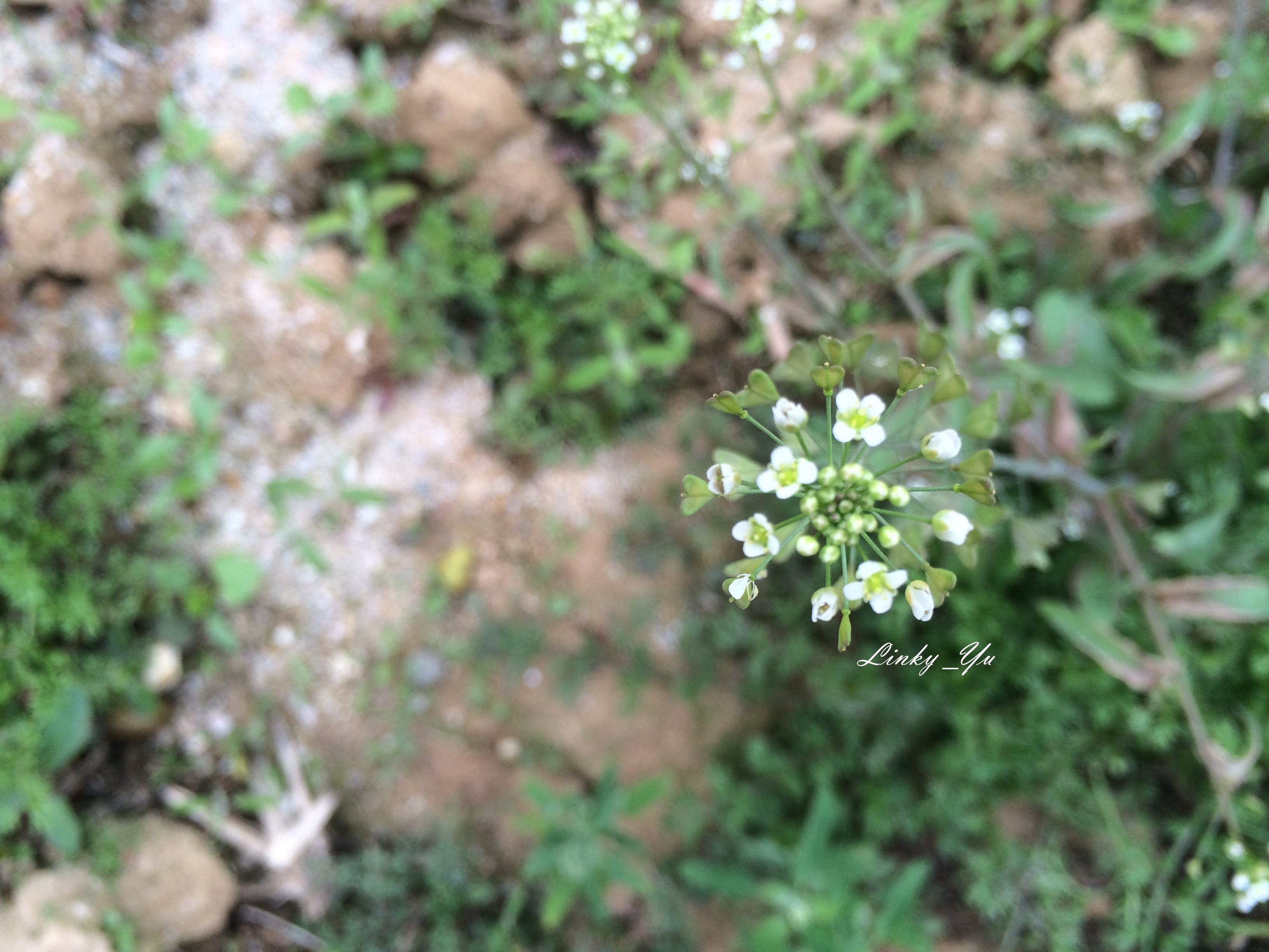 荠菜(学名:capsella bursa-pastoris),又名护生草,地菜,小鸡草,地米菜