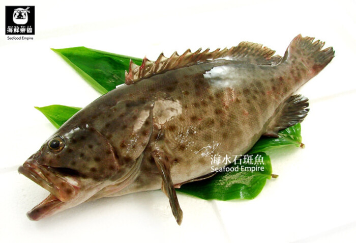 石斑鱼的英语名称 grouper 来自於葡萄牙语 garoupa 一词,跟英语里的
